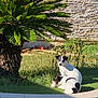 dog, dogs, pool, grass, palm_tree, sunlight, outdoor, wall, stone_wall, greenery, pet, animal, nature, daylight, relaxing, companion, summer, canine, resting, landscape
