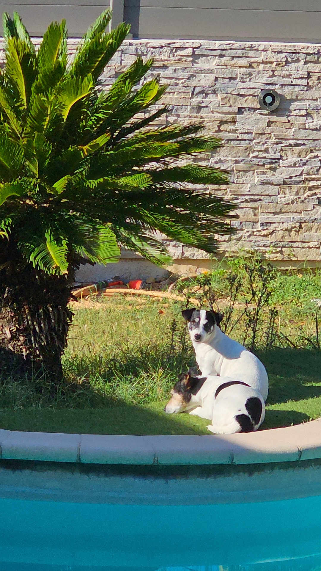 Scarlet participe au concours pour gagner de l'argent avec cette photo : dog, dogs, pool, grass, palm_tree, sunlight, outdoor, wall, stone_wall, greenery, pet, animal, nature, daylight, relaxing, companion, summer, canine, resting, landscape