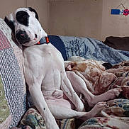 Ohana joined the competition — help win amazing prizes! blanket, brindle_dog, collar, companions, couch, cozy, dog, indoor, living_room, nap, patterned_fabric, pet, pillow, quilt, sleeping_dog, snuggle, spotted_dog, vintage_car_print, wall_art, white_dog