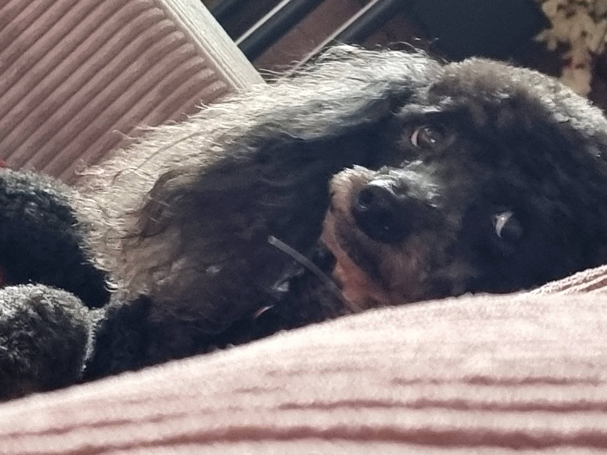 Mister a rejoint le concours — aidez-le/la à gagner de superbes lots ! canidae, carnivore, cloud, comfort, companion_dog, dog, dog_breed, eye, fur, non_sporting_group, puppy, snout, sporting_group, terrestrial_animal, tints_and_shades, whiskers, wildlife, window, working_animal, zoo