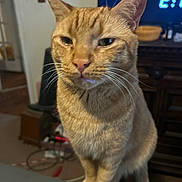 Garfy is registered to the contest to win money with this photo: animal, cat, closeup, cute, domestic_animal, ears, eyes, feline, fur, furniture, ginger_cat, household_items, indoor, living_room, pet, sitting, tabby, television, whiskers, wooden_surface