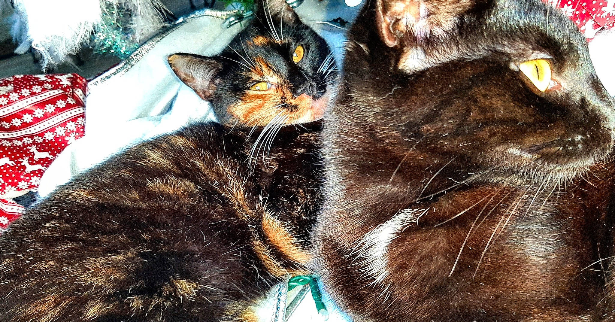 Louna a rejoint le concours — aidez-le/la à gagner de superbes lots ! american_wirehair, asian, carnivore, cat, domestic_short_haired_cat, dragon_li, european_shorthair, felidae, fur, kitten, plant, sky, small_to_medium_sized_cats, snout, tabby_cat, whiskers, wild_cat