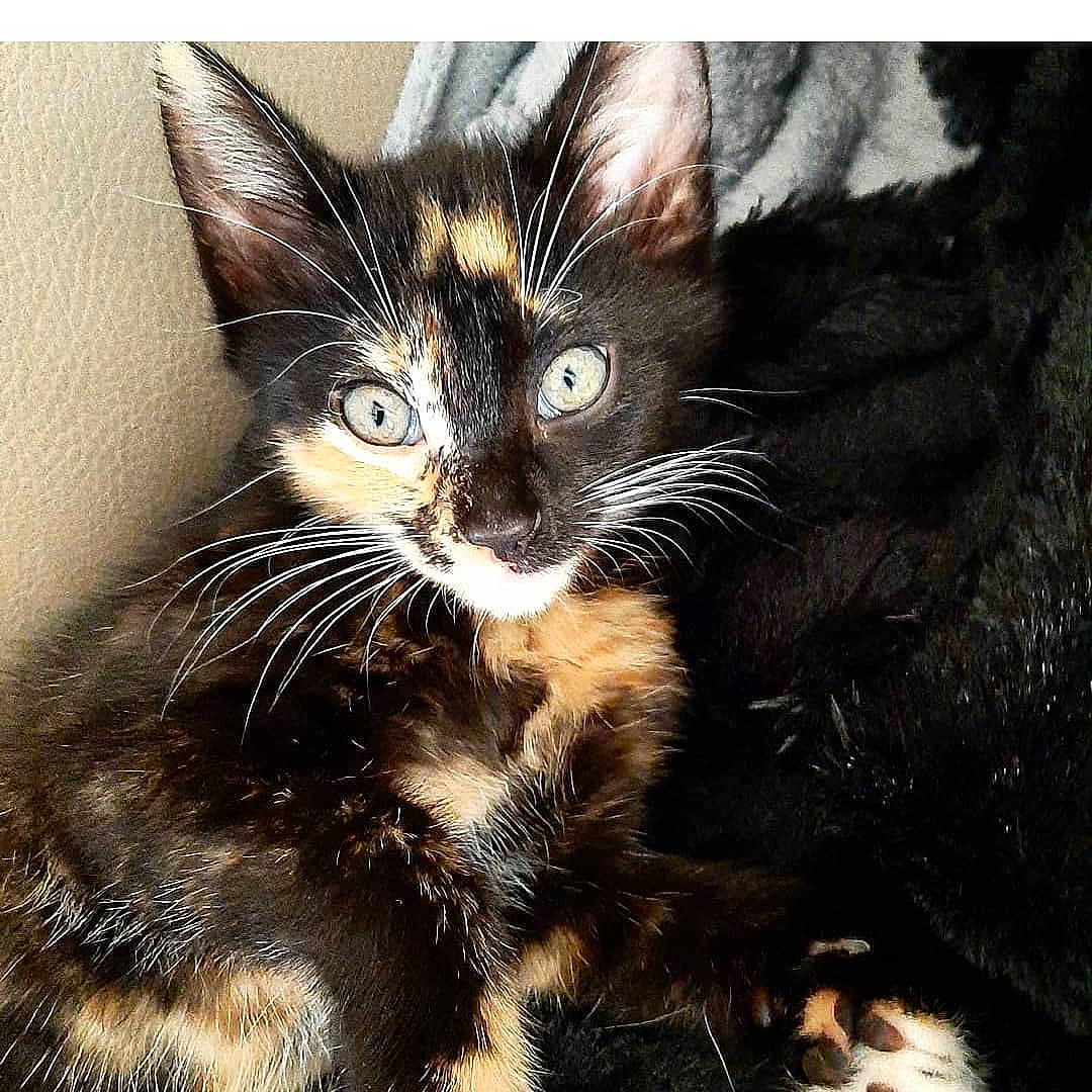 Louna a rejoint le concours — aidez-le/la à gagner de superbes lots ! asian, black_and_white, black_cat, carnivore, cat, claw, domestic_short_haired_cat, ear, european_shorthair, eye, felidae, fur, kitten, maine_coon, mammal, small_to_medium_sized_cats, snout, tabby_cat, whiskers