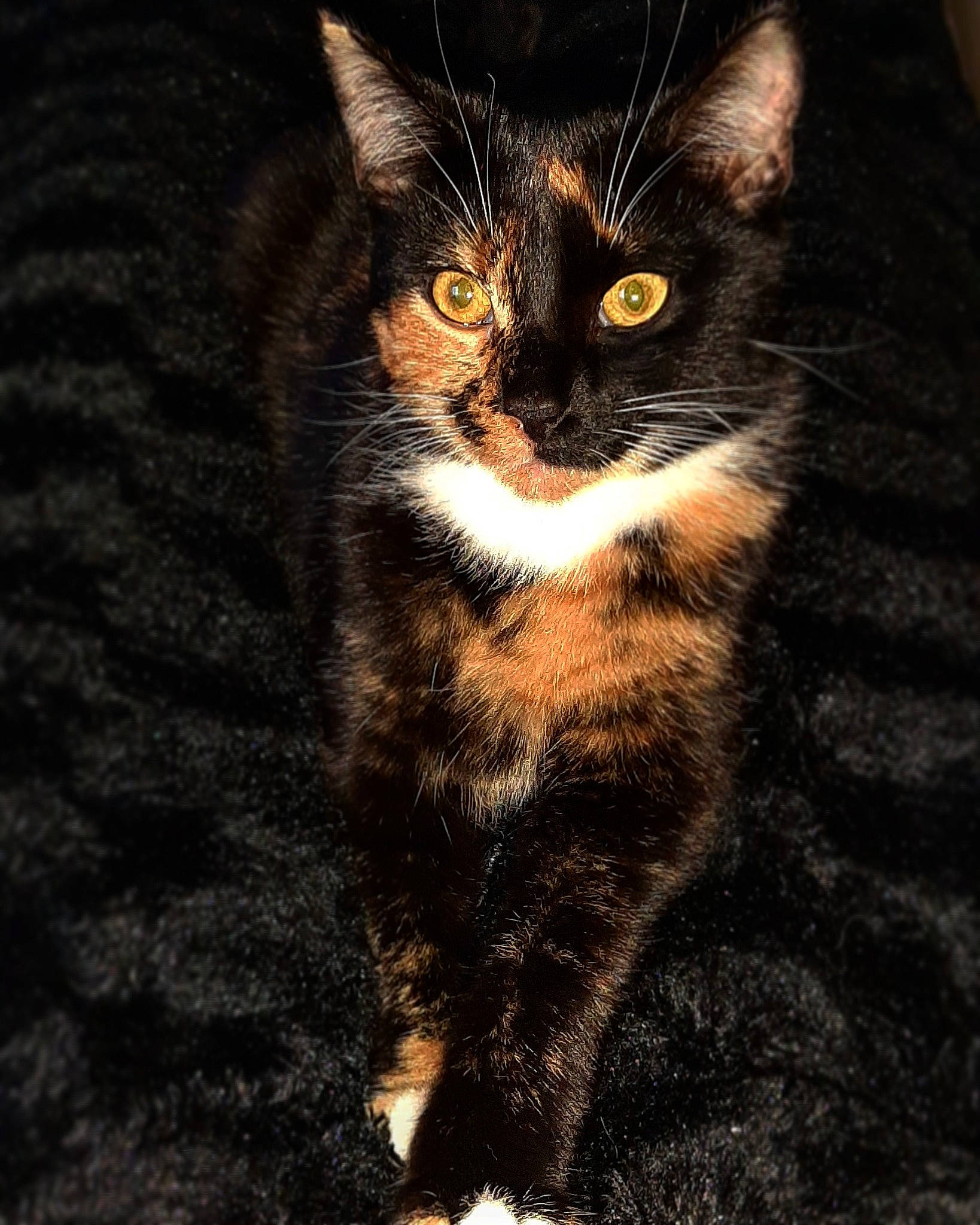 Louna participe au concours pour gagner de l'argent avec cette photo : american_wirehair, asian, carnivore, cat, domestic_short_haired_cat, european_shorthair, eye, felidae, fur, german_rex, kitten, mammal, norwegian_forest_cat, small_to_medium_sized_cats, tabby_cat, whiskers