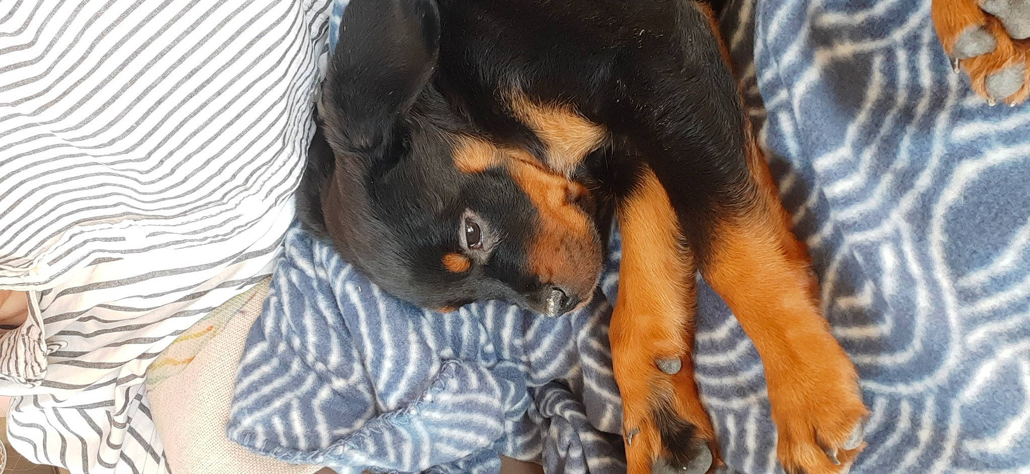 Forga a rejoint le concours — aidez-le/la à gagner de superbes lots ! austrian_black_and_tan_hound, canidae, carnivore, companion_dog, dobermann, dog, dog_breed, fawn, german_pinscher, mammal, manchester_terrier, miniature_pinscher, pinscher, polish_hunting_dog, puppy, rottweiler, snout, sporting_group, transylvanian_hound, vertebrate