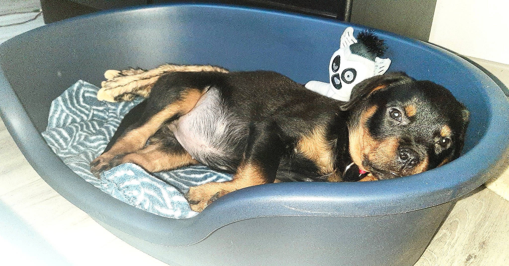 Forga a rejoint le concours — aidez-le/la à gagner de superbes lots ! canidae, carnivore, dog, dog_bed, dog_breed, german_pinscher, mammal, miniature_pinscher, rottweiler, vertebrate