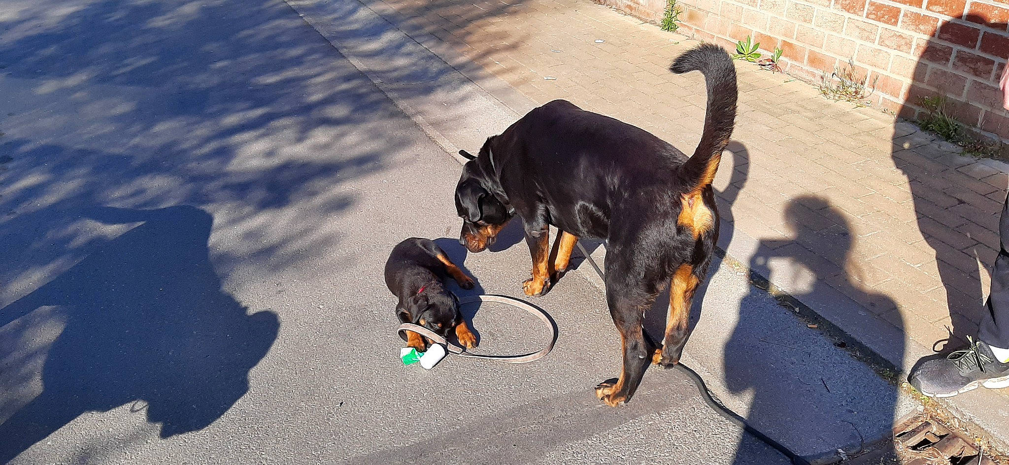 Forga participe au concours pour gagner de l'argent avec cette photo : austrian_black_and_tan_hound, beauceron, canidae, carnivore, dog, dog_breed, german_pinscher, guard_dog, huntaway, hunting_dog, mammal, manchester_terrier, prazsky_krysarik, rottweiler, sporting_group, street_dog, toy_manchester_terrier, transylvanian_hound, vertebrate, working_dog