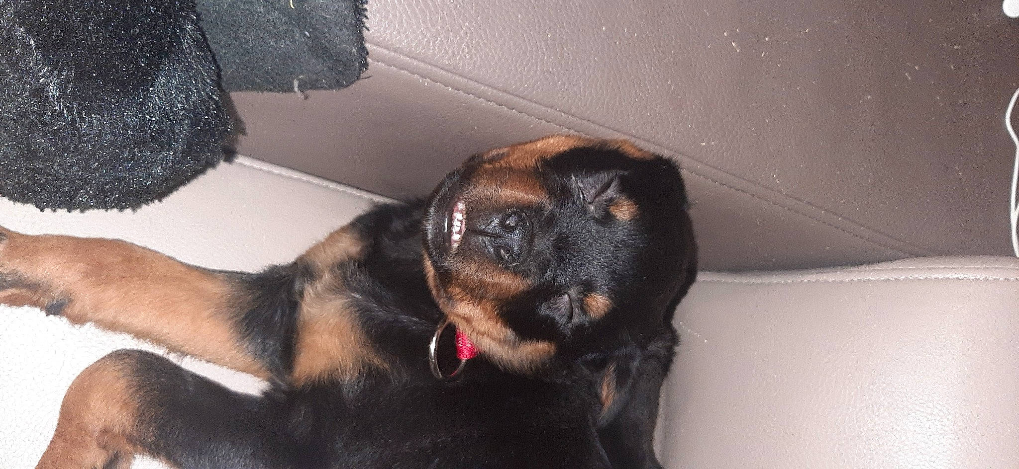 Forga a rejoint le concours — aidez-le/la à gagner de superbes lots ! canidae, carnivore, dog, dog_breed, ear, mammal, puppy, rottweiler, snout, sporting_group, vertebrate