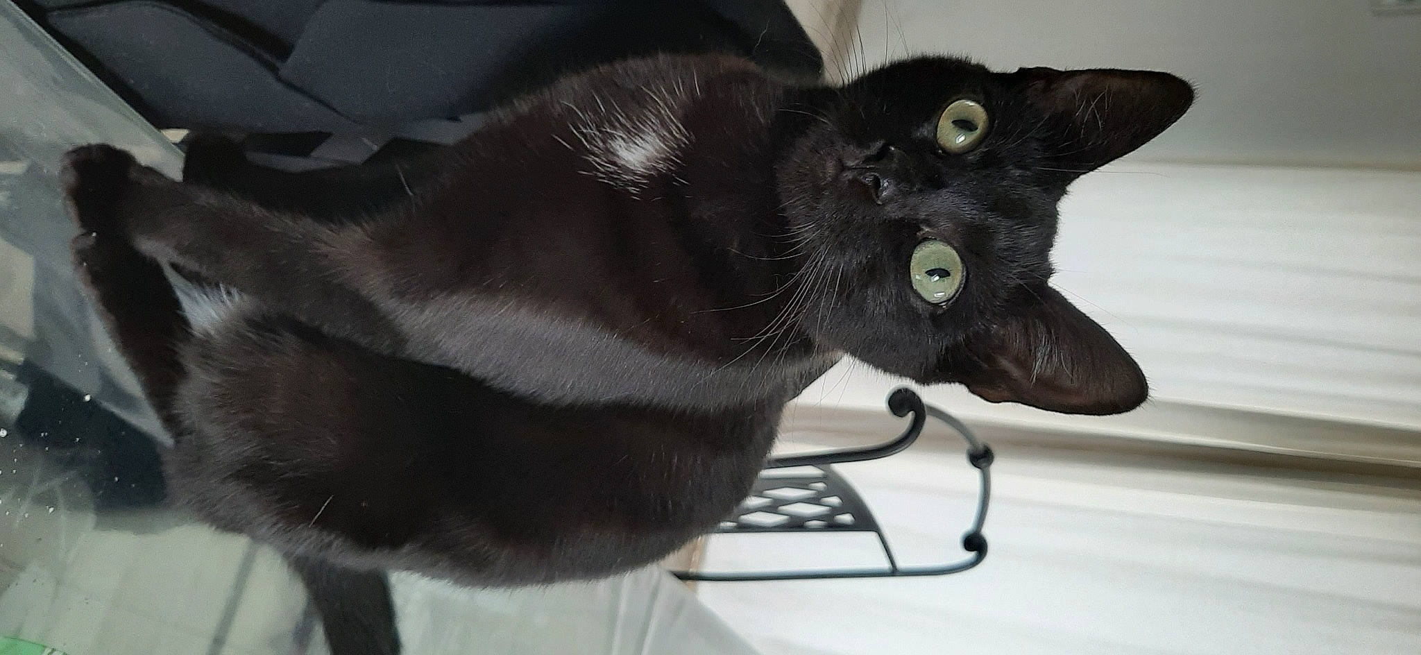 Nina a rejoint le concours — aidez-le/la à gagner de superbes lots ! asian, black_cat, burmese, carnivore, cat, domestic_short_haired_cat, felidae, havana_brown, mammal, russian_blue, small_to_medium_sized_cats, snout, vertebrate, whiskers