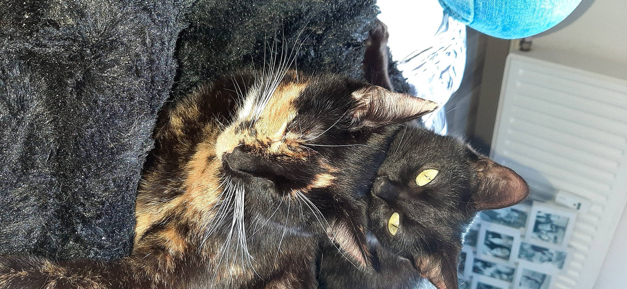 Nina a rejoint le concours — aidez-le/la à gagner de superbes lots ! carnivore, cat, domestic_short_haired_cat, european_shorthair, felidae, fur, kitten, small_to_medium_sized_cats, snout, tabby_cat, whiskers, wild_cat