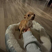 Sugar is registered to the contest to win money with this photo: dog, chihuahua, pet_bed, hand, wooden_floor, indoor, furniture, chair, curtains, cozy, small_dog, animal, home, living_room, person, sitting, supporting_hand, soft_lighting, floor, domestic