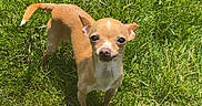 Sugar is registered to the contest to win money with this photo: dog, chihuahua, small_dog, grass, outdoor, pet, animal, brown_dog, sunlight, lawn, canine, standing, looking_up, curious, daylight, short_fur, nature, mammal, companion, alert