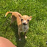 alert, animal, brown_dog, canine, chihuahua, companion, curious, daylight, dog, grass, lawn, looking_up, mammal, nature, outdoor, pet, short_fur, small_dog, standing, sunlight