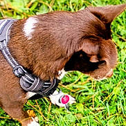 Buddy is registered to the contest to win money with this photo: animal, brown_dog, canine, closeup, dog, ears, field, fur, grass, greenery, harness, leash, muzzle, nature, outdoor, paw, pet, side_view, walking, white_patch