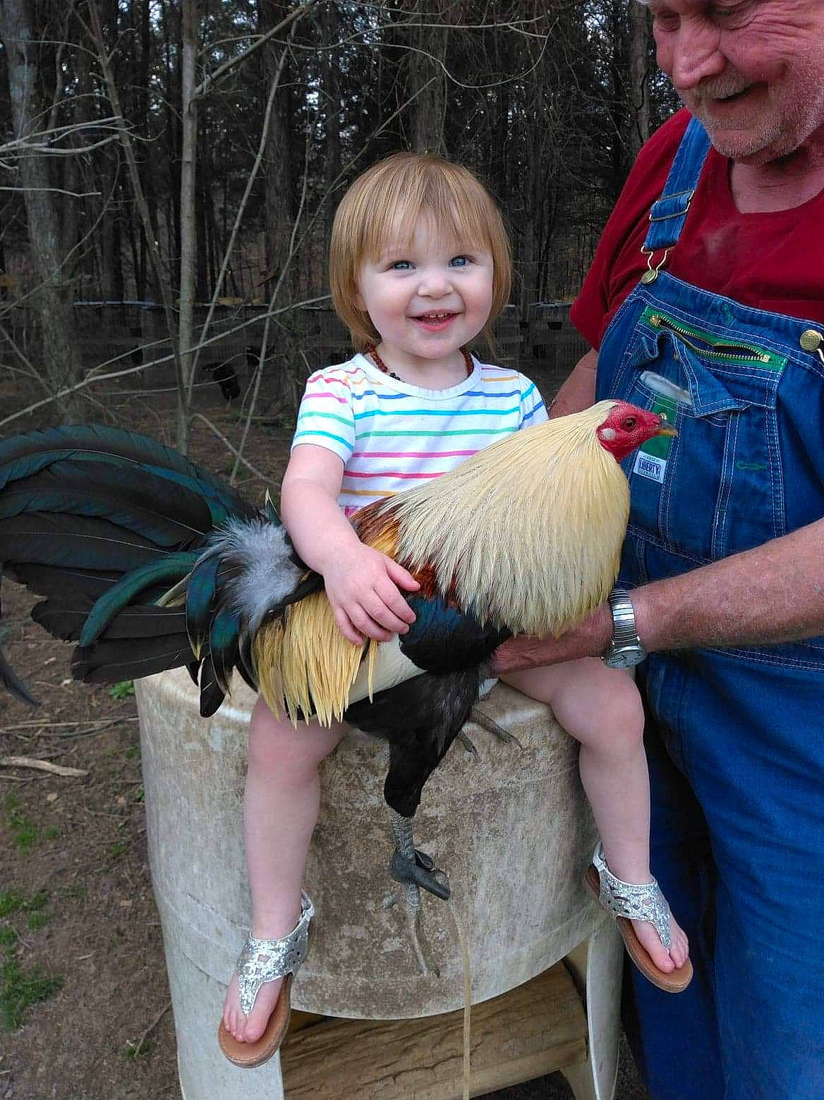 Hadleigh is registered to the contest to win money with this photo: beak, child, face, feather, fun, fur, grass, happy, joy, leisure, necklace, people, people_in_nature, person, pink, seabird, shorts, sitting, smile, t_shirt