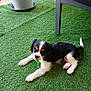 puppy, dog, tricolor, grass, artificial_grass, collar, plant_pot, outdoor, pet, canine, cute, small_dog, laying_down, fur, black, white, brown, floor, relaxing, playful