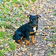 Bailey participe au concours pour gagner de l'argent avec cette photo : animal, autumn, black, brown, canine, collar, dog, fall, forest, grass, ground, leaf_litter, leaves, nature, outdoor, path, pet, puppy, sitting, young