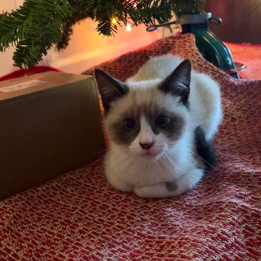 Pluto is registered to the contest to win money with this photo: animal, architecture, building, cat, conifer, fir, furniture, hardwood, indoors, kitten, leaf, lighting, livingroom, manx, pet, plant, pottedplant, room, tree, wood