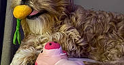 Nani joined the competition — help win amazing prizes! dog, toy, plush_toy, bed, indoor, curly_fur, yellow_toy, pink_toy, pet, animal, cute, relaxed, fur, mouth, nose, paw, resting, cozy, home, playful