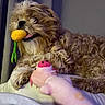 dog, toy, plush_toy, bed, indoor, curly_fur, yellow_toy, pink_toy, pet, animal, cute, relaxed, fur, mouth, nose, paw, resting, cozy, home, playful