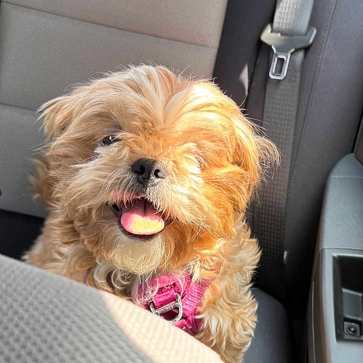 Nani joined the competition — help win amazing prizes! dog, pet, car, seat, harness, happy, tongue_out, fluffy, sunlight, brown_fur, scruffy, animal, companion, transport, cute, canine, indoor, travel, smiling, seatbelt