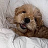 Nani joined the competition — help win amazing prizes! dog, pet, cute, fluffy, smiling, blanket, bed, cozy, indoors, fur, canine, resting, white, sleepy, animal, companion, face, expression, cute_pet, comfort