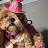 dog, small_dog, pink_hat, cowboy_hat, pink_harness, pet, fluffy, cute, indoor, person_holding_dog, face, fur, animal, companion, portrait, hand, cute_pet, accessory, close_up, expression