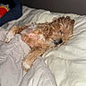 Nani is registered to the contest to win money with this photo: dog, sleeping, bed, blanket, cozy, fur, pillow, indoor, rest, relaxation, cute, pet, canine, fur_texture, comfort, snuggle, napping, domestic_animal, animal, sleep