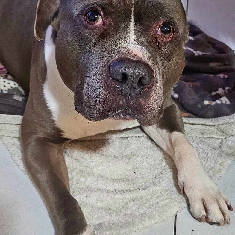 Mairon a rejoint le concours — aidez-le/la à gagner de superbes lots ! animal, blanket, brown, canine, close_up, companion, cute, dog, floor, fur, household, indoor, looking, paw, pet, relaxed, rug, tiling, vacuum, white