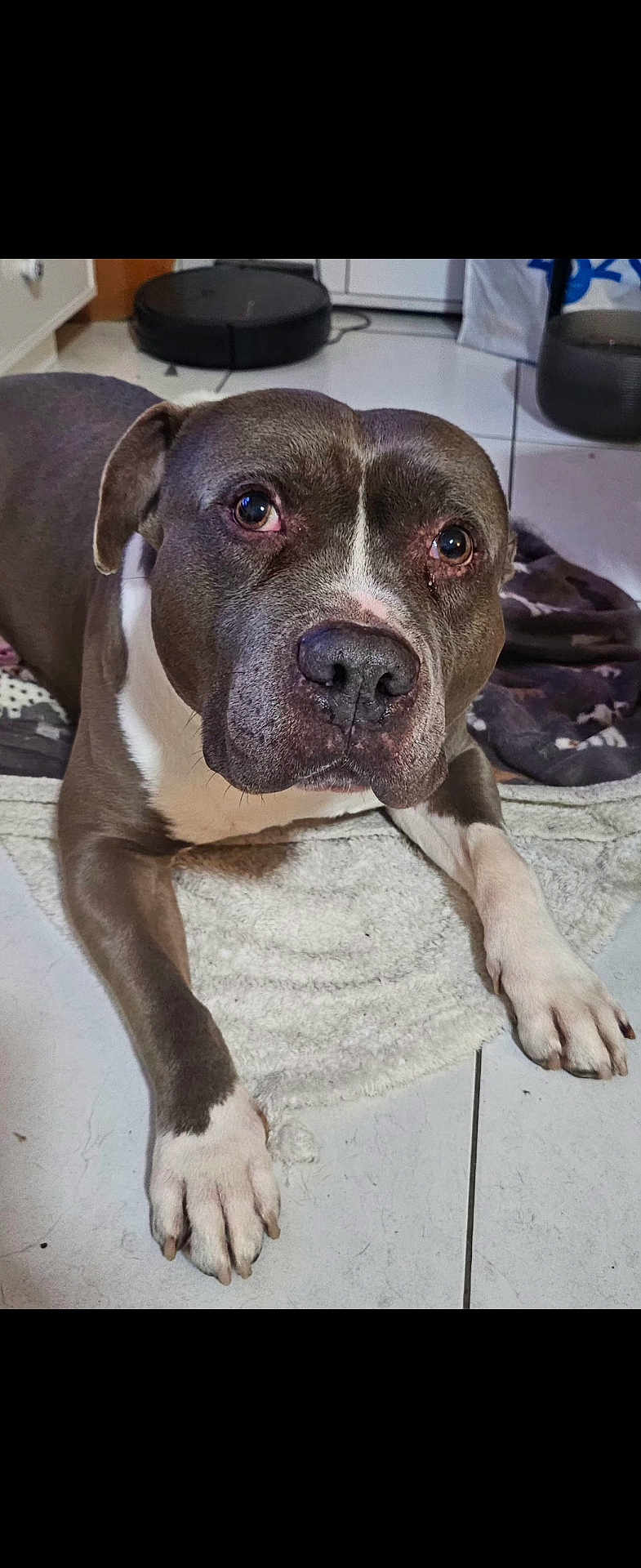 Mairon a rejoint le concours — aidez-le/la à gagner de superbes lots ! dog, pet, indoor, floor, rug, canine, animal, close_up, brown, white, paw, tiling, household, vacuum, blanket, fur, cute, companion, relaxed, looking