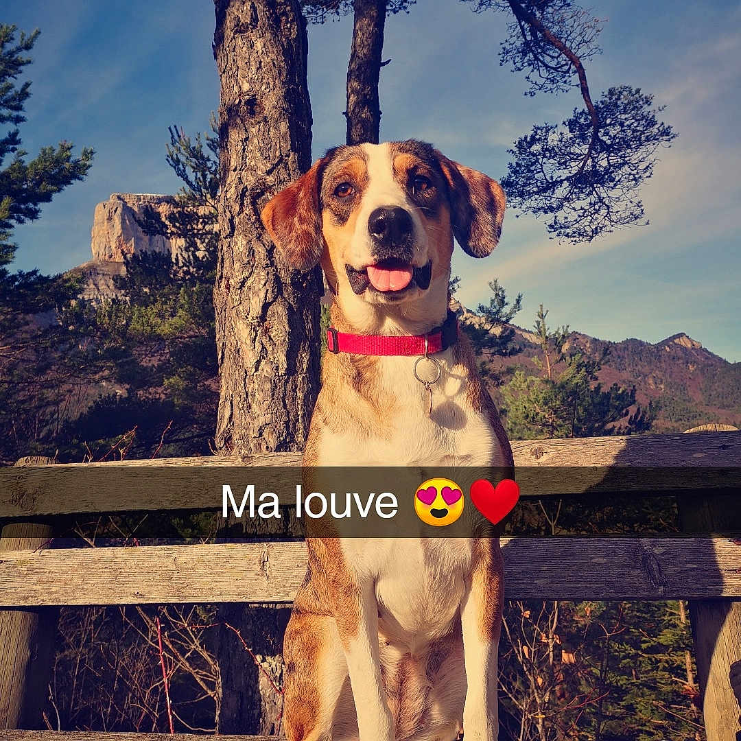Nayla a rejoint le concours — aidez-le/la à gagner de superbes lots ! adventure, dog, dog_breed, dog_like_mammal, hunting_dog, sky, snout, tree
