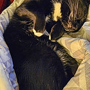Bootz joined the competition — help win amazing prizes! black_cat, carnivore, cat, claw, cloud, comfort, domestic_short_haired_cat, ear, felidae, fur, linens, mammal, nap, paw, sleep, small_to_medium_sized_cats, snout, tail, vertebrate, whiskers