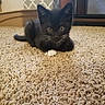 Bootz is registered to the contest to win money with this photo: black_cat, carnivore, carpet, cat, claw, comfort, domestic_short_haired_cat, felidae, floor, flooring, fur, grey, hardwood, paw, sand, small_to_medium_sized_cats, snout, tail, terrestrial_animal, whiskers