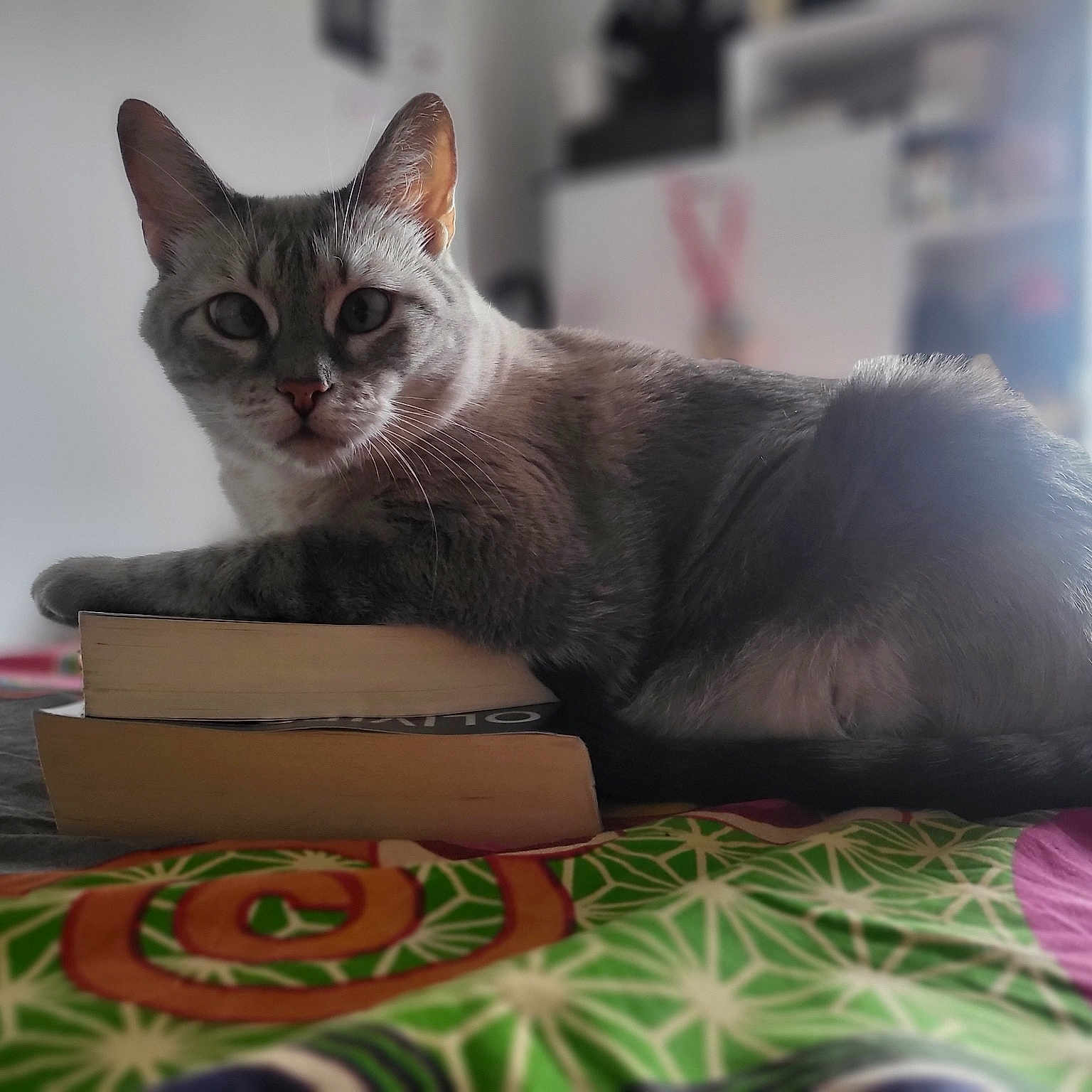 Ouija participe au concours pour gagner de l'argent avec cette photo : box, carnivore, cat, cat_furniture, cat_supply, comfort, domestic_short_haired_cat, fawn, felidae, fur, grey, linens, paw, pet_supply, sitting, small_to_medium_sized_cats, snout, tail, whiskers