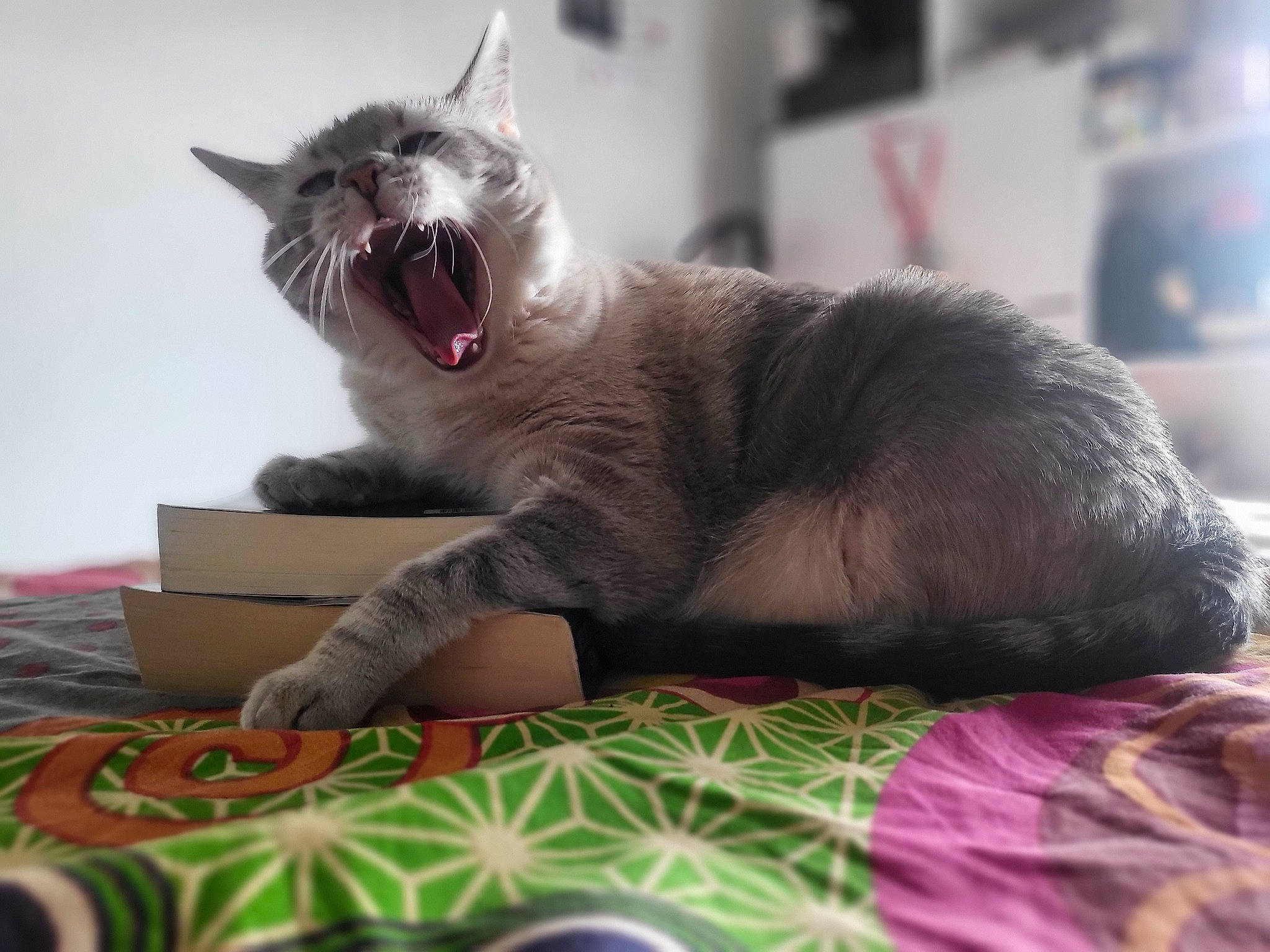 Ouija participe au concours pour gagner de l'argent avec cette photo : carnivore, cat, cat_supply, claw, comfort, domestic_short_haired_cat, fang, felidae, fur, grey, linens, magenta, paw, sitting, small_to_medium_sized_cats, snout, tail, whiskers, yawn