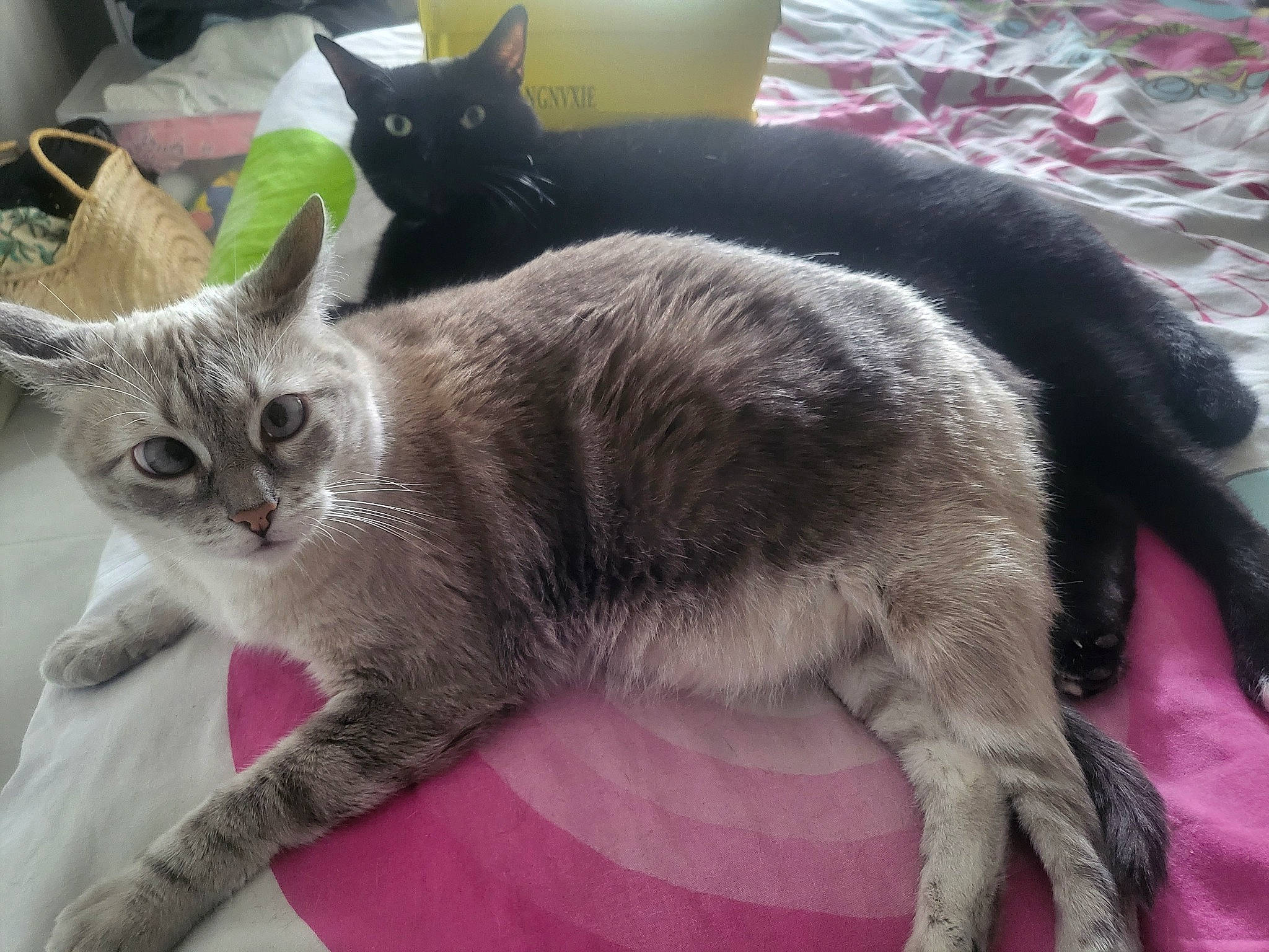 Ouija a rejoint le concours — aidez-le/la à gagner de superbes lots ! carnivore, cat, cat_furniture, cat_supply, claw, comfort, domestic_short_haired_cat, felidae, fur, grey, paw, pet_supply, small_to_medium_sized_cats, tail, whiskers