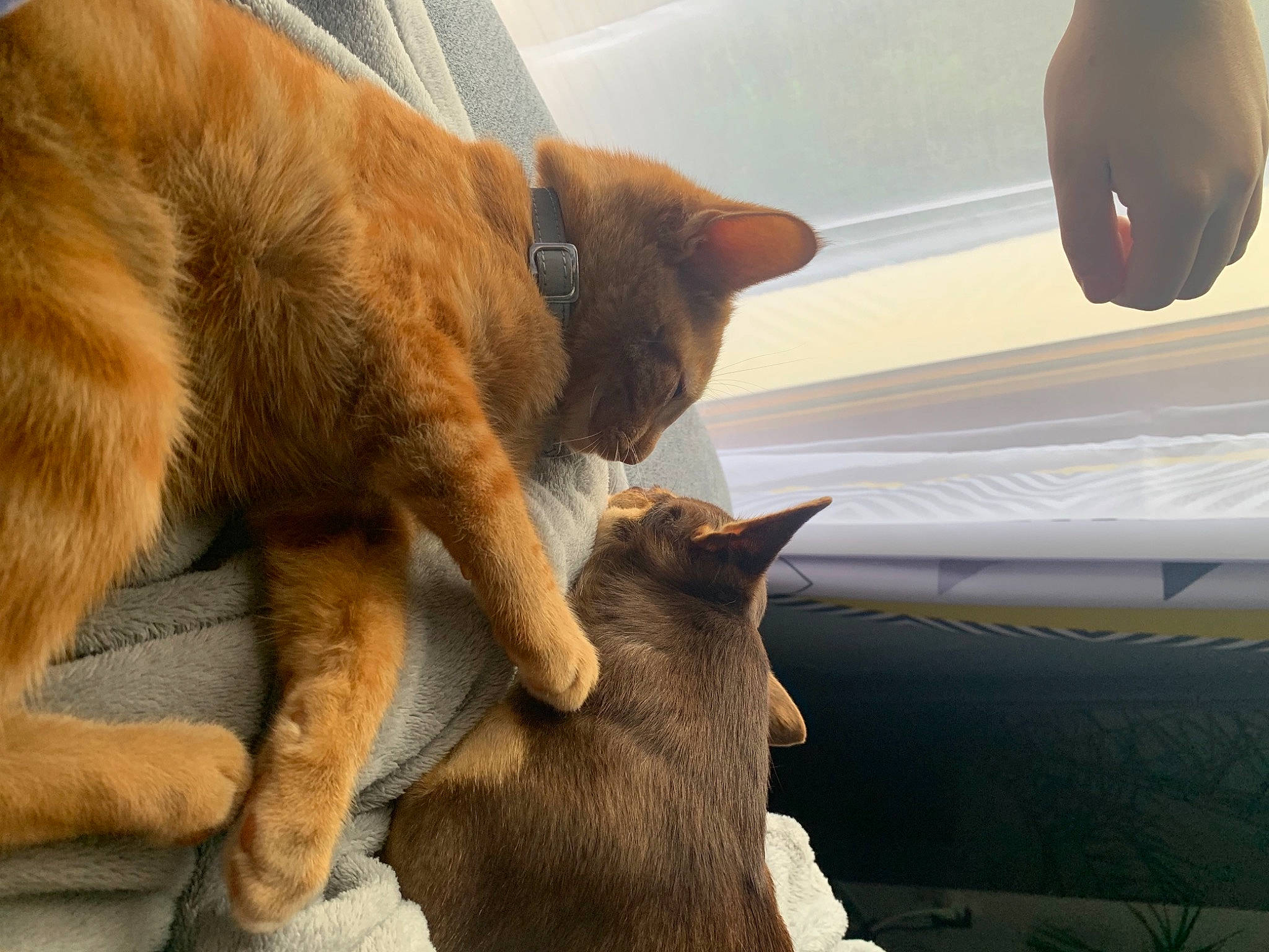 Magnum a rejoint le concours — aidez-le/la à gagner de superbes lots ! brown, carnivore, cat, cat_supply, claw, comfort, domestic_short_haired_cat, fawn, felidae, fur, liver, nap, paw, small_to_medium_sized_cats, snout, tail, terrestrial_animal, whiskers, window, wood