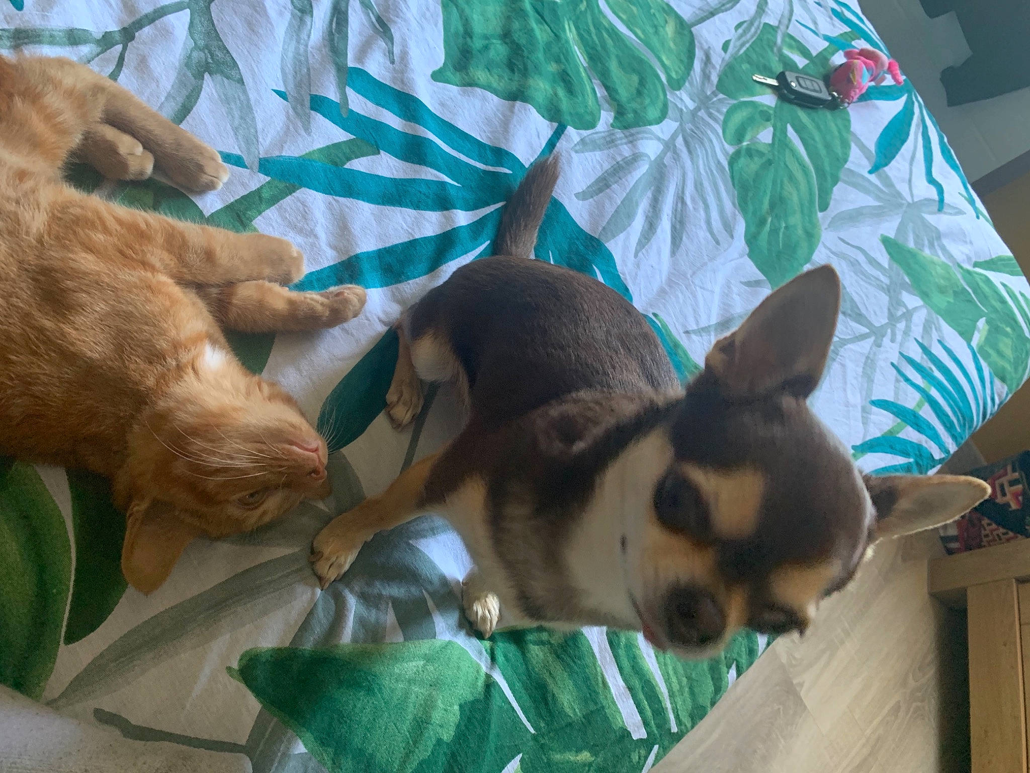 Magnum participe au concours pour gagner de l'argent avec cette photo : canidae, carnivore, comfort, companion_dog, dog, dog_breed, fawn, fur, grass, green, human_leg, leisure, linens, nap, non_sporting_group, snout, sporting_group, toy_dog, whiskers, working_animal