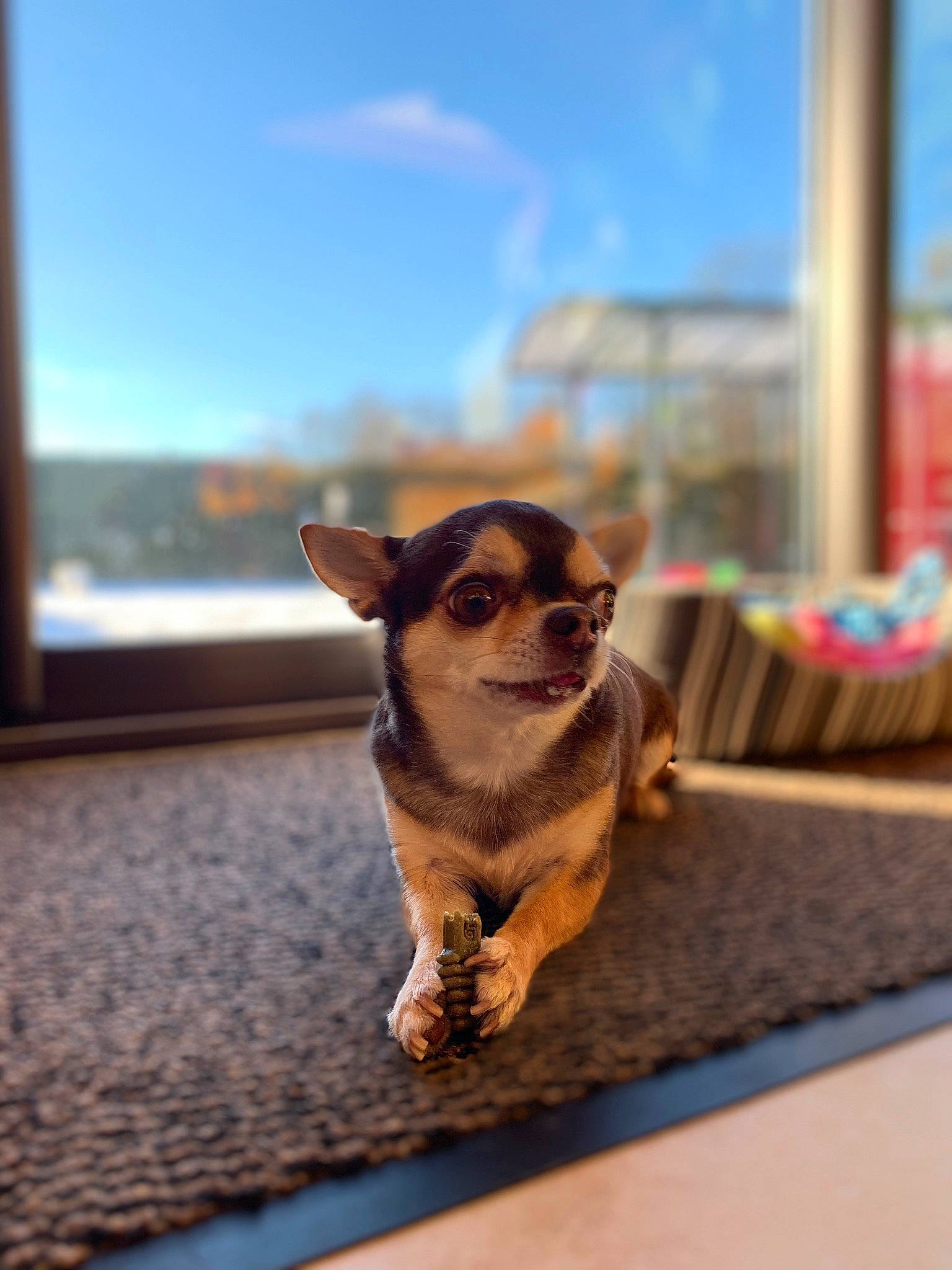 Magnum participe au concours pour gagner de l'argent avec cette photo : canidae, carnivore, cloud, companion_dog, dog, dog_breed, dog_supply, eyewear, fawn, road_surface, sky, snout, sporting_group, sports_equipment, sunglasses, tail, toy_dog, whiskers, window, wood