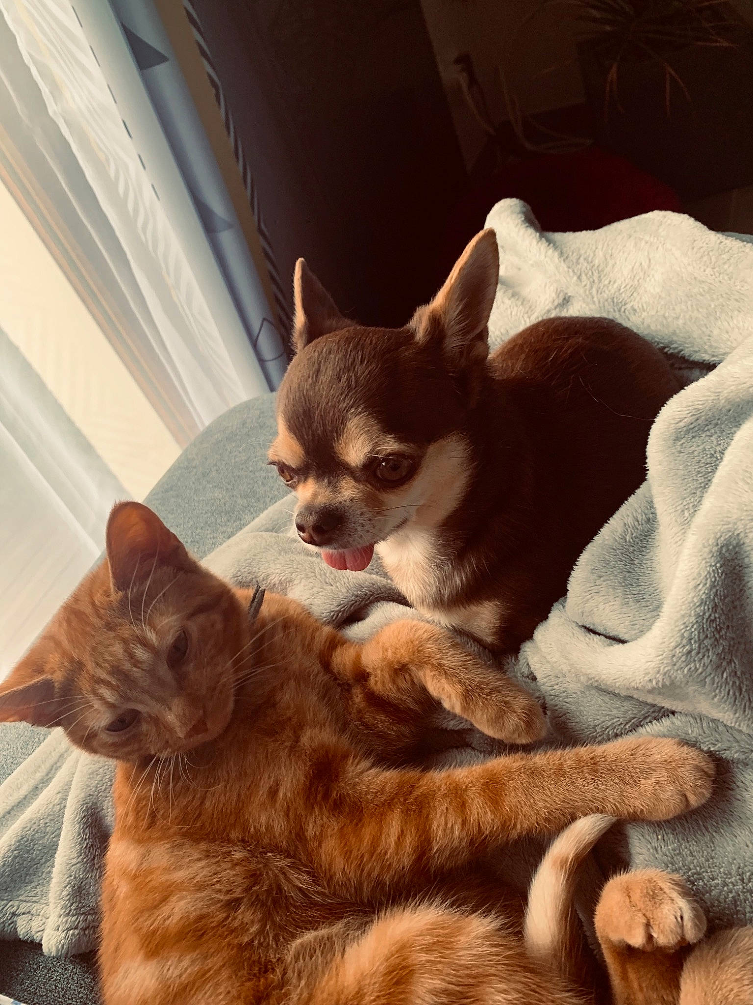 Saiko participe au concours pour gagner de l'argent avec cette photo : brown, canidae, carnivore, cat, chihuahua, comfort, companion_dog, dog, dog_breed, fawn, felidae, fur, mammal, small_to_medium_sized_cats, snout, sporting_group, tail, terrestrial_animal, toy_dog, whiskers