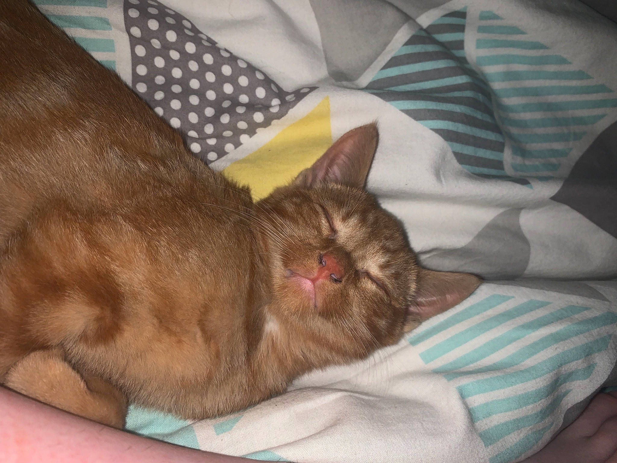 Saiko a rejoint le concours — aidez-le/la à gagner de superbes lots ! bed, bed_sheet, bedding, canidae, carnivore, cat, claw, comfort, dog_breed, domestic_short_haired_cat, ear, fawn, felidae, fur, linens, liver, small_to_medium_sized_cats, sporting_group, whiskers, wrinkle