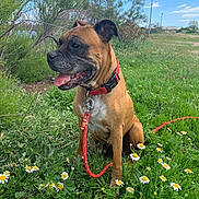 Idole participe au concours pour gagner de l'argent avec cette photo : animal, boxer, canine, clouds, collar, daisies, dog, field, flowers, grass, greenery, happy, leash, nature, outdoor, pet, sitting, sky, summer, tongue_out