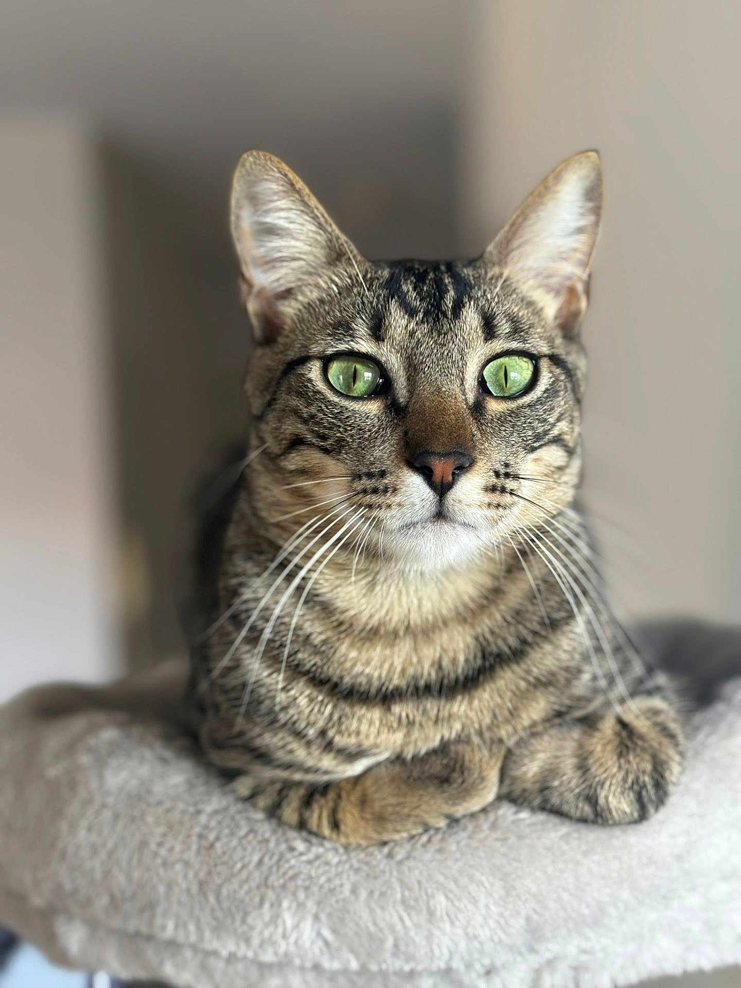 Suki