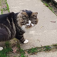 Pattoune a rejoint le concours — aidez-le/la à gagner de superbes lots ! cat, tabby, fluffy_fur, white_paws, outdoor, garden, grass, path, sidewalk, leaf, nature, animal, pet, walking, curious, mammal, fur, closeup, daylight, ground