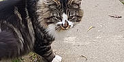 Pattoune a rejoint le concours — aidez-le/la à gagner de superbes lots ! animal, cat, closeup, curious, daylight, fluffy_fur, fur, garden, grass, ground, leaf, mammal, nature, outdoor, path, pet, sidewalk, tabby, walking, white_paws