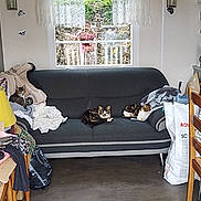 Pattoune a rejoint le concours — aidez-le/la à gagner de superbes lots ! bag, blanket, cat, chair, clutter, couch, curtain, furniture, home, indoor, lamp, living_room, person_reflection, pet, pile_of_clothes, reflection, resting, table, window, wooden_chair