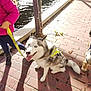 dog, husky, child, leash, pink_jacket, yellow_harness, brick_pathway, canal, water, sunlight, shadow, outdoor, pet, animal, walking, sidewalk, person, winter_clothing, happy, animal_companion