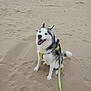 dog, husky, beach, sand, sea, leash, harness, blue_eyes, canine, outdoor, pet, animal, sitting, happy, panting, coast, water, sky, footprints, nature