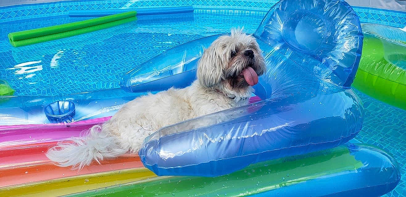 Boscoe joined the competition — help win amazing prizes! bathing, blue, carnivore, companion_dog, dog, dog_breed, dog_supply, electric_blue, fun, leisure, non_sporting_group, recreation, small_terrier, sporting_group, terrier, toy_dog, water