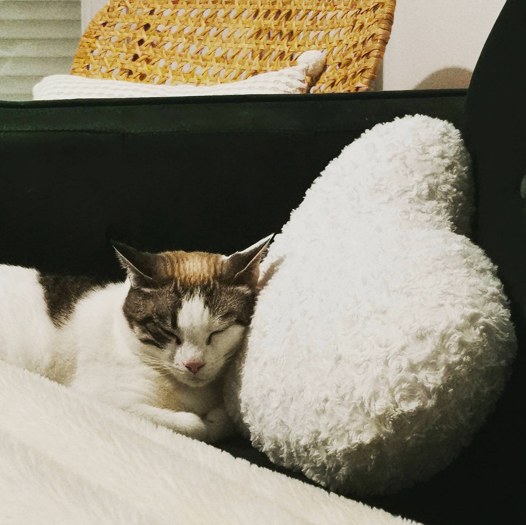 Maggy participe au concours pour gagner de l'argent avec cette photo : bedding, carnivore, cat, cat_supply, claw, comfort, couch, domestic_short_haired_cat, felidae, fur, linens, paw, room, small_to_medium_sized_cats, snout, tail, terrestrial_animal, whiskers, window, wood